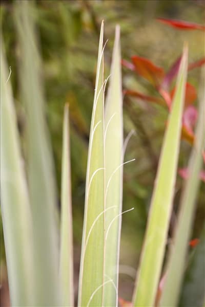Yucca filamentosa