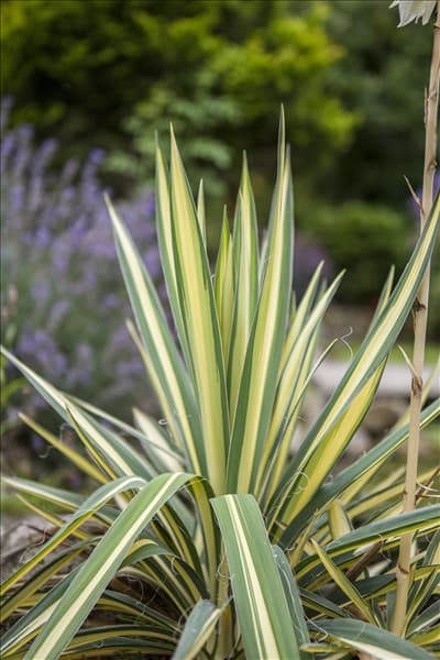 Yucca filamentosa