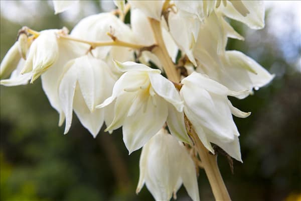 Yucca filamentosa