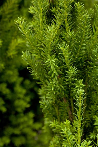 Taxus x media 'Hillii'