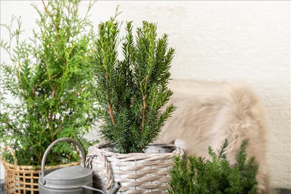 Taxus x media 'Hillii'