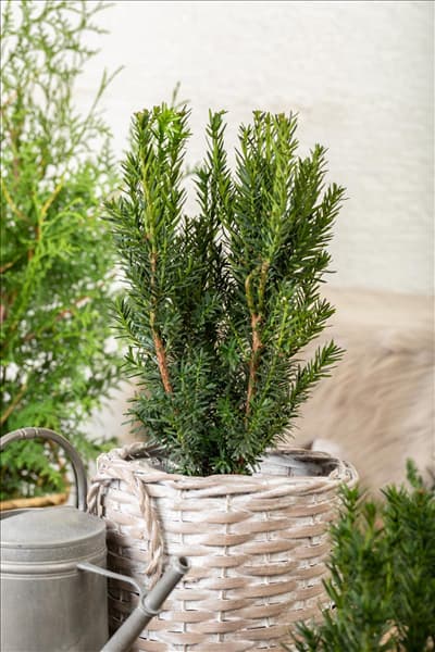 Taxus x media 'Hillii'