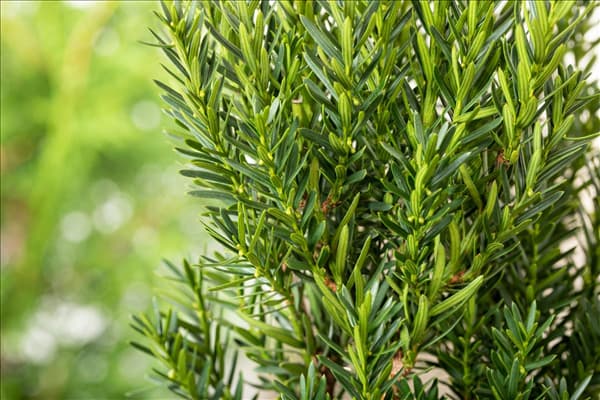 Taxus x media 'Hillii'