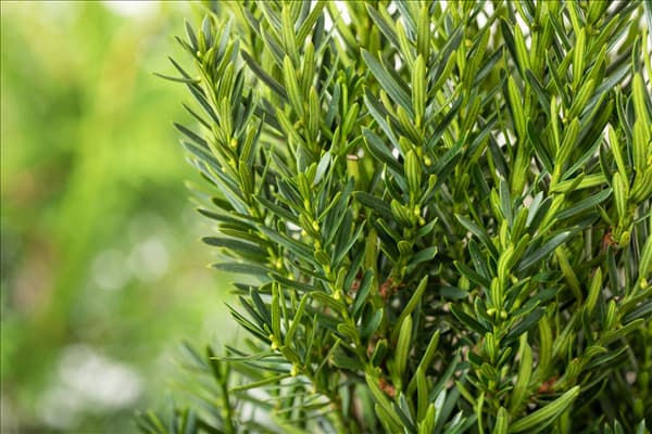 Taxus x media 'Hillii'