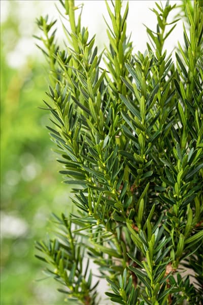 Taxus x media 'Hillii'