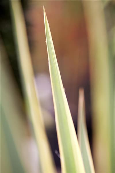 Yucca filamentosa 'Bright Edge'