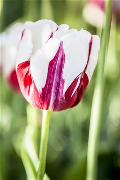Tulipa 'World Expression'