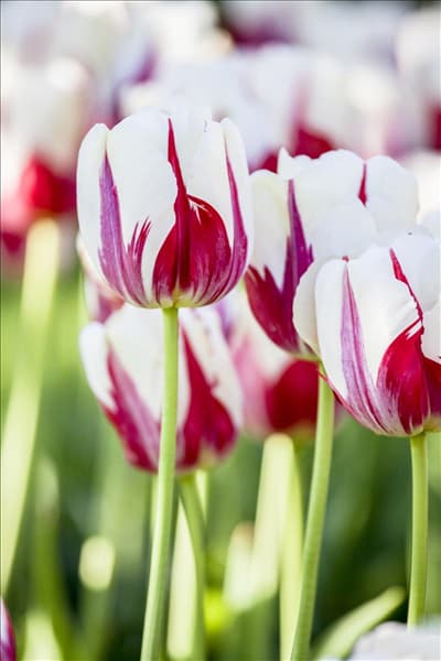 Tulipa 'World Expression'