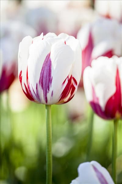 Tulipa 'World Expression'