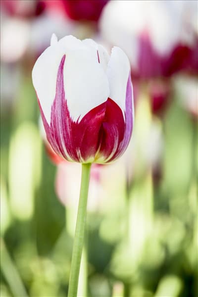 Tulipa 'World Expression'