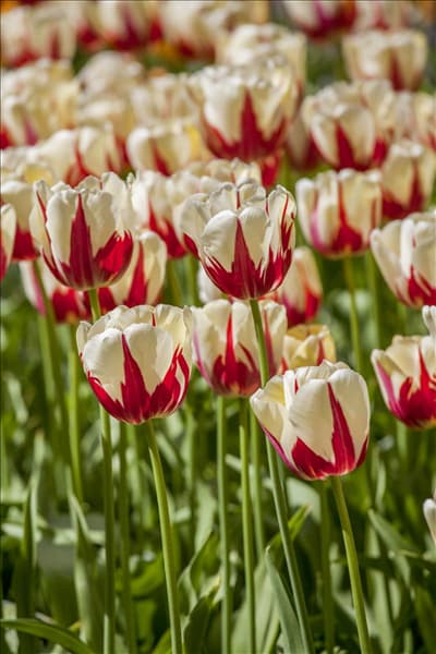 Tulipa 'World Expression'