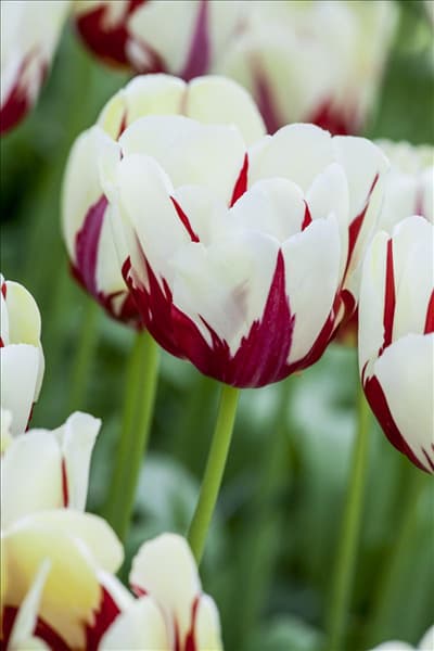 Tulipa 'World Expression'
