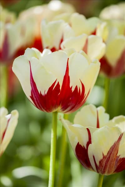 Tulipa 'World Expression'