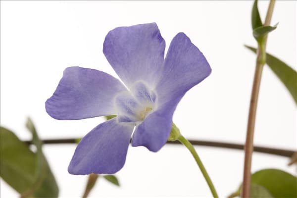 Vinca minor 'Josefine'®