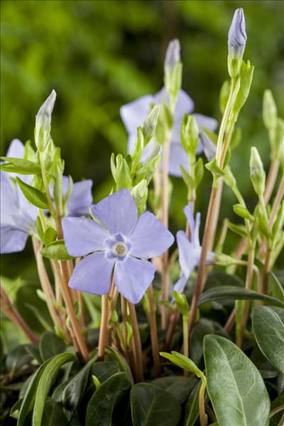 Vinca minor