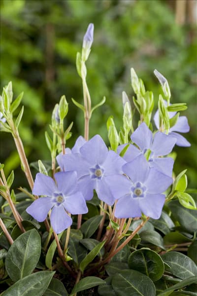 Vinca minor