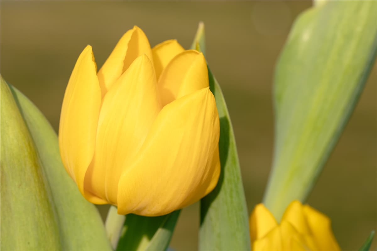 Tulipa 'Yellow Baby'