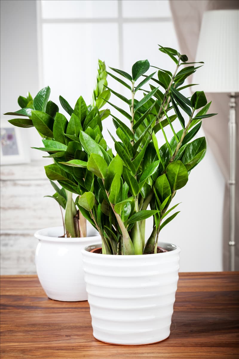 Zamioculcas zamiifolia