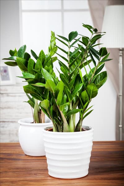 Zamioculcas zamiifolia