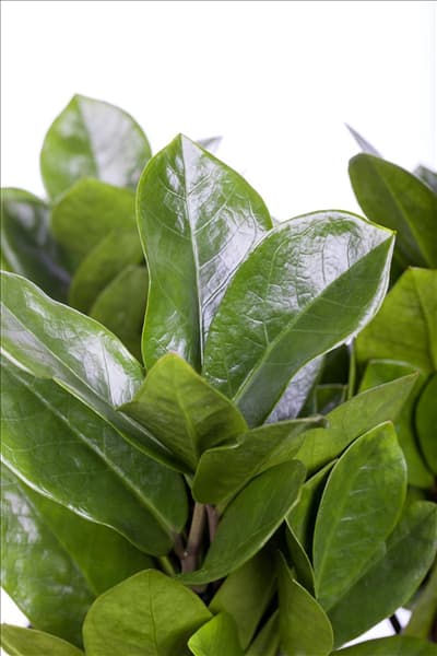 Zamioculcas zamiifolia