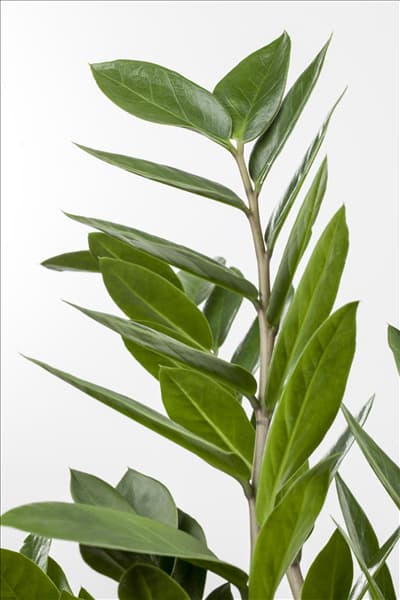 Zamioculcas zamiifolia