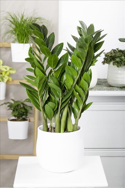 Zamioculcas zamiifolia