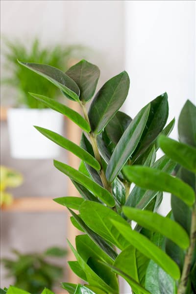 Zamioculcas zamiifolia