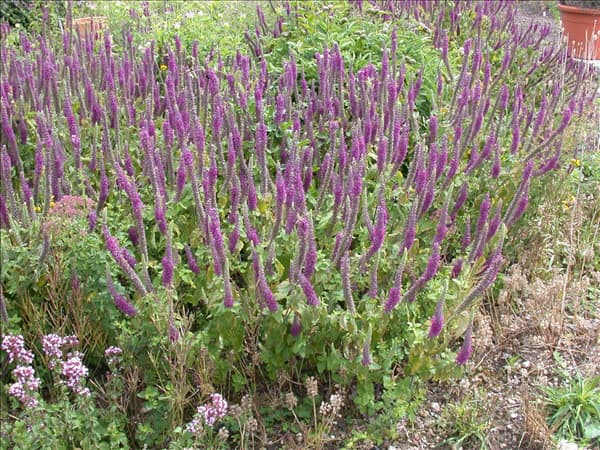 Teucrium hyrcanicum