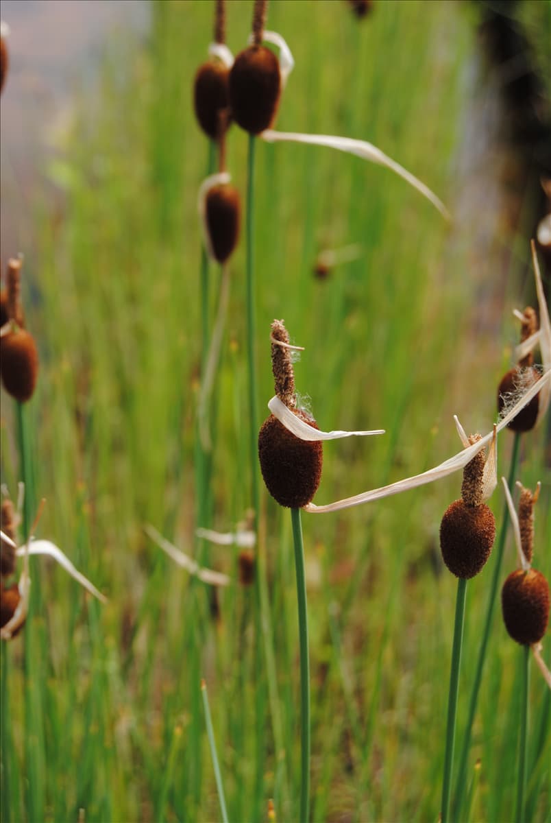 Typha minima