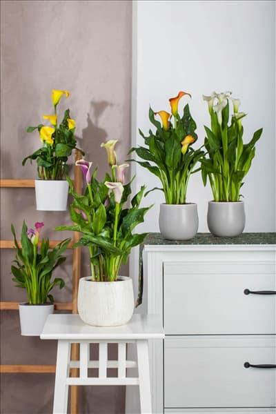 Zantedeschia aethiopica