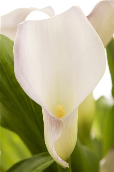 Zantedeschia aethiopica