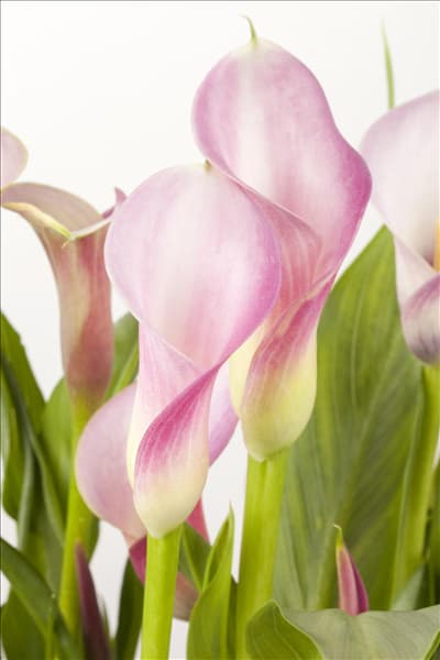 Zantedeschia aethiopica