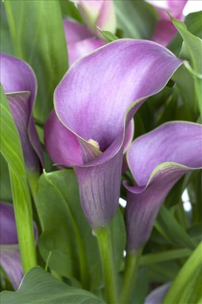 Zantedeschia aethiopica