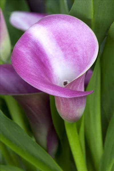 Zantedeschia aethiopica