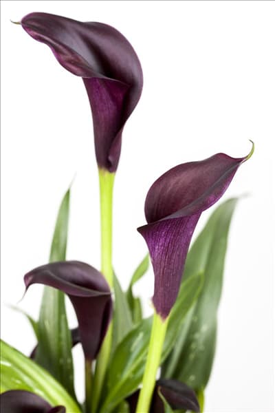 Zantedeschia aethiopica