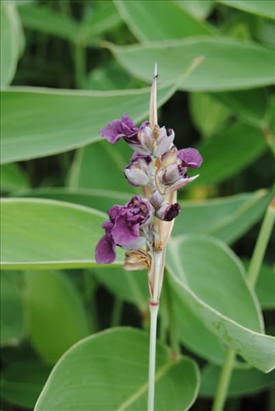 Thalia dealbata