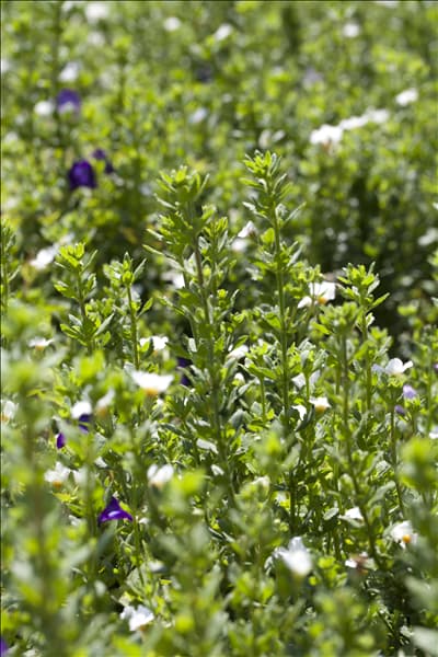 Sutera cordata