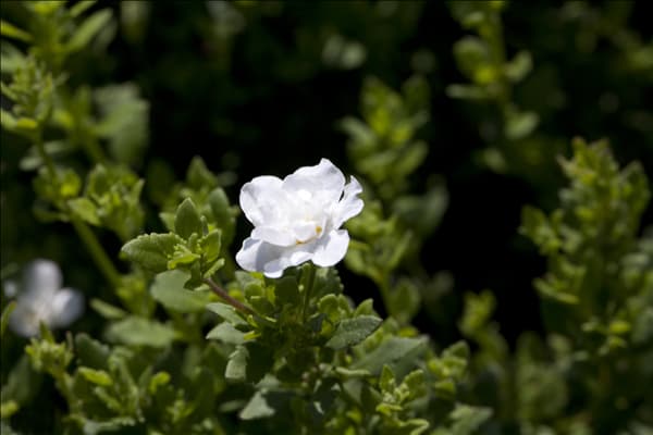 Sutera cordata