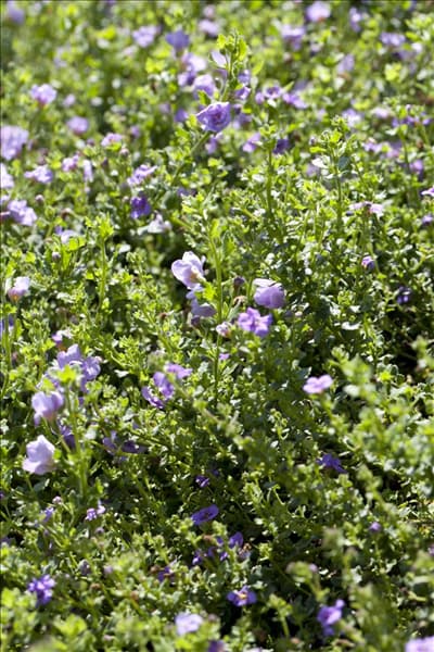 Sutera cordata