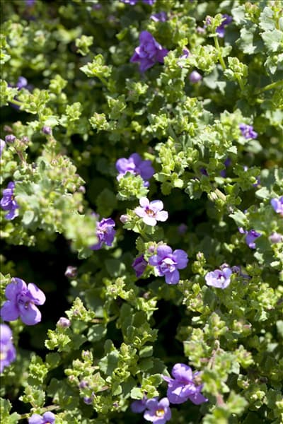 Sutera cordata