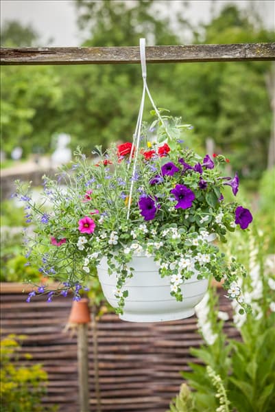 Petunia, Sutera cordata