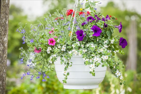 Petunia, Verbena