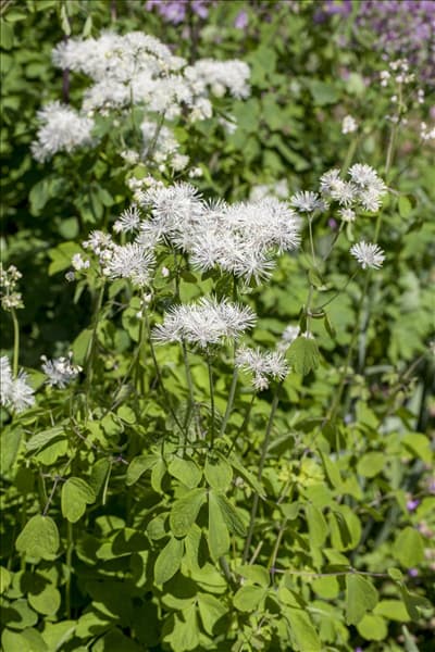 Thalictrum aquilegifolium