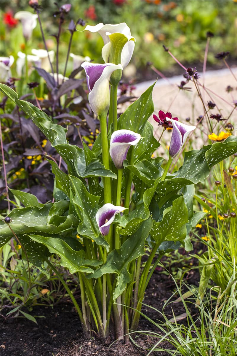 Zantedeschia aethiopica 'Picasso'