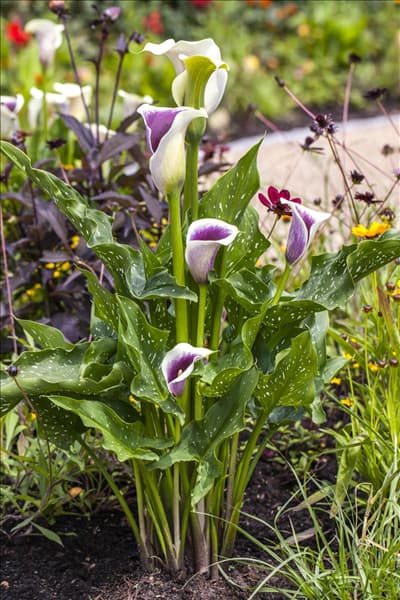 Zantedeschia aethiopica 'Picasso'