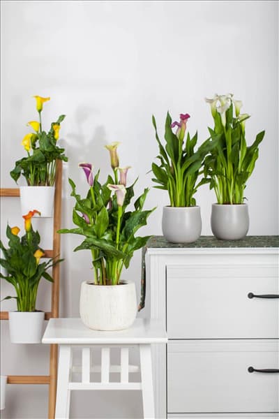 Zantedeschia aethiopica 'Picasso'