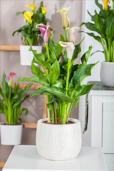 Zantedeschia aethiopica, rosa