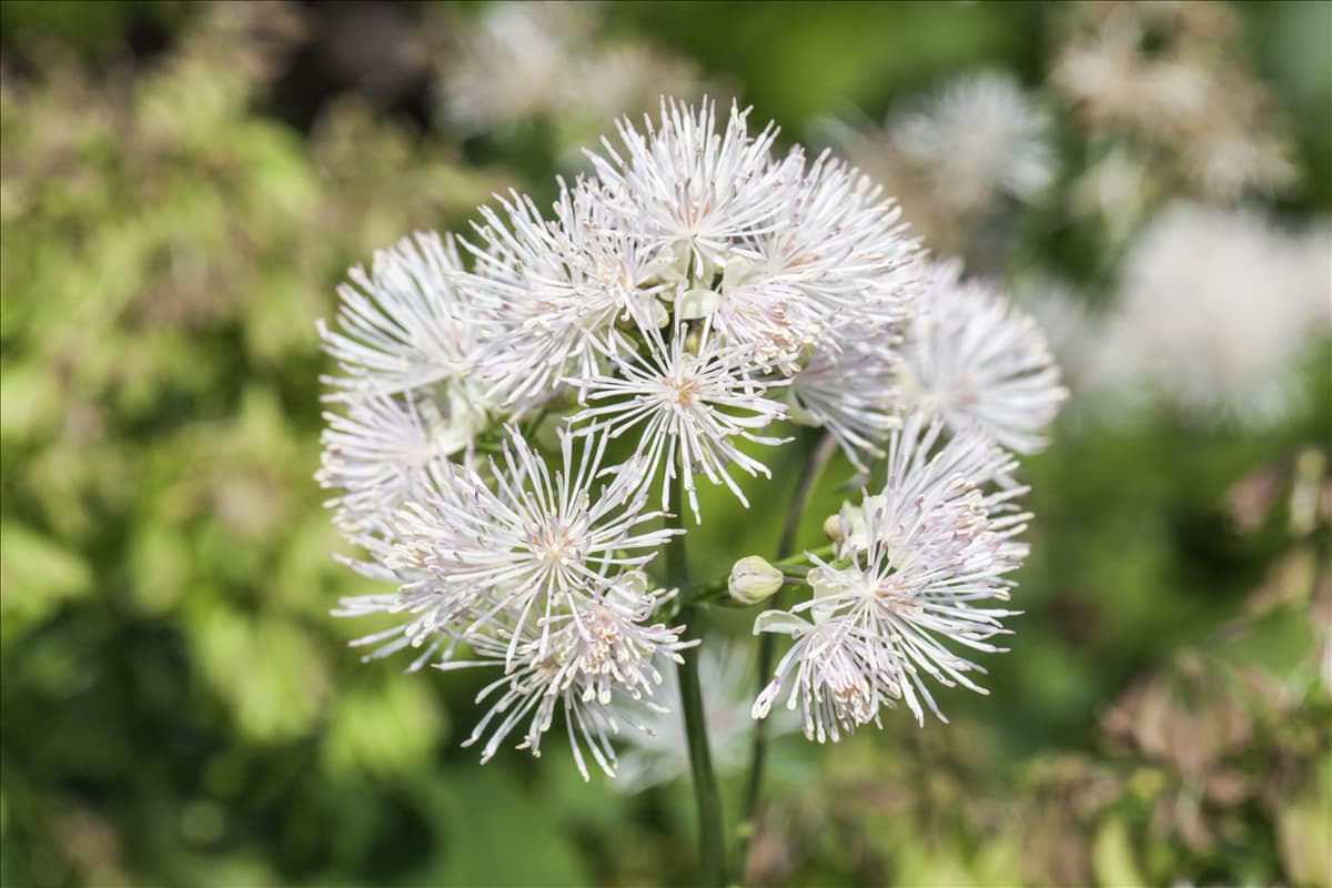 Thalictrum aquilegifolium 'Album'