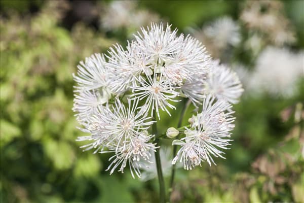 Thalictrum aquilegifolium 'Album'