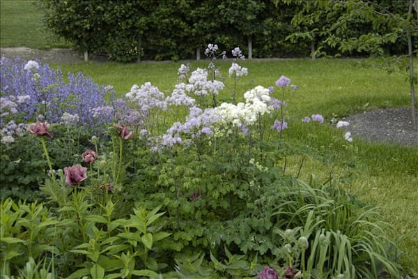 Thalictrum aquilegifolium 'Album'